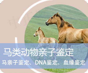 保山马类动物亲子鉴定