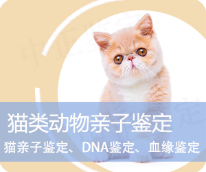 保山猫类动物亲子鉴定