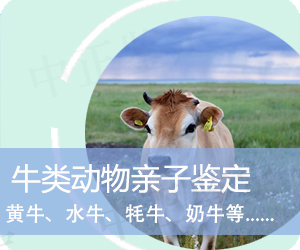 保山牛类动物亲子鉴定