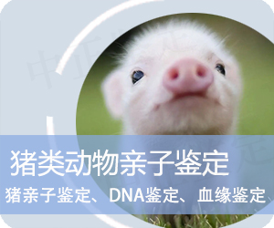 保山猪类动物亲子鉴定